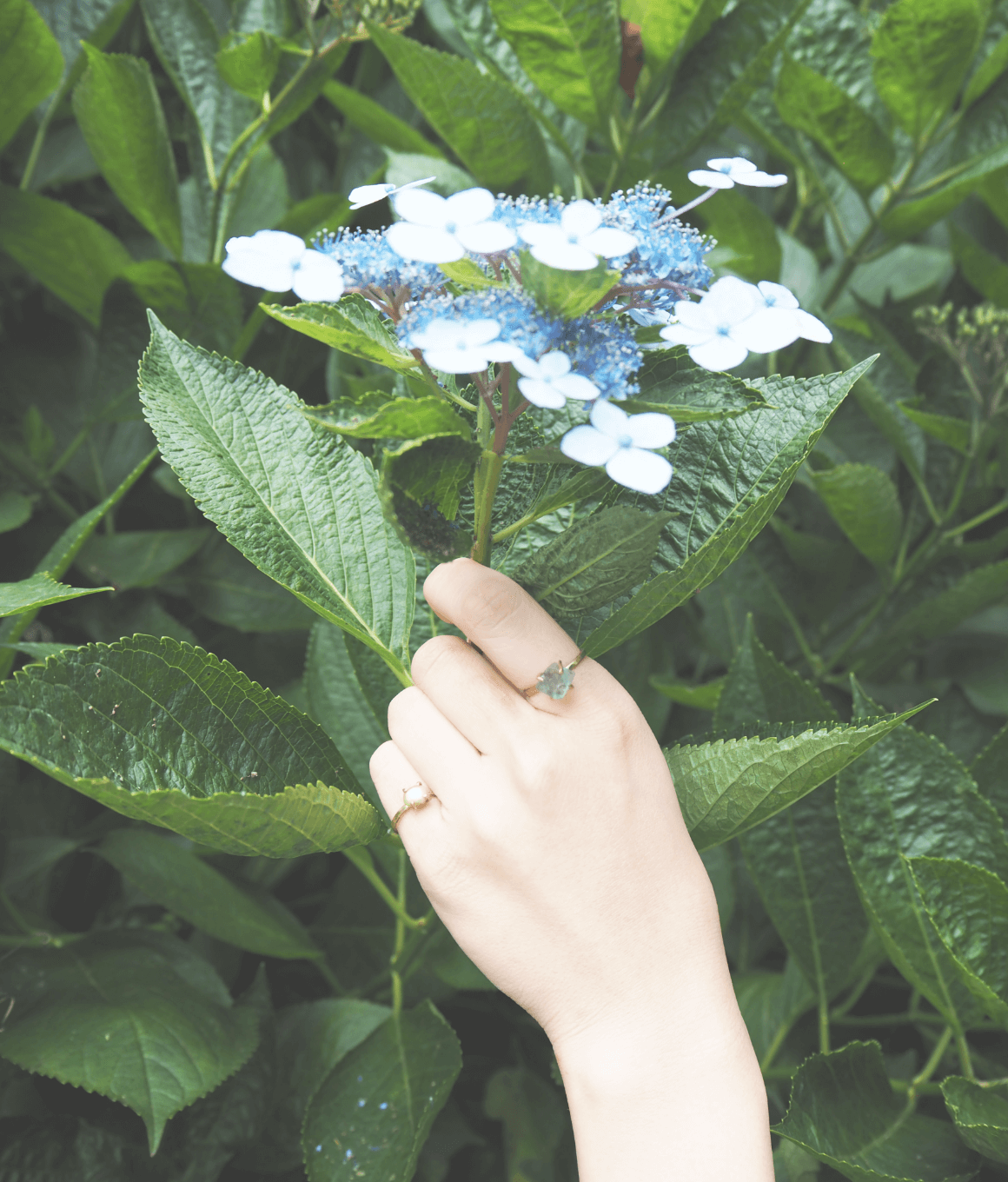 指輪を嵌めた手が紫陽花を持つ画像
